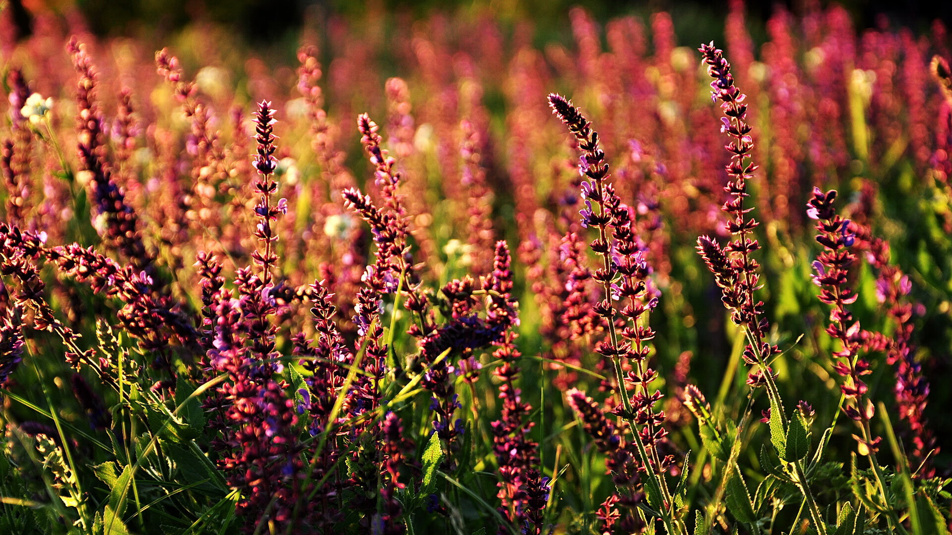 “中国泳坛新星彭尤：蝶泳自由泳双项进步神速”